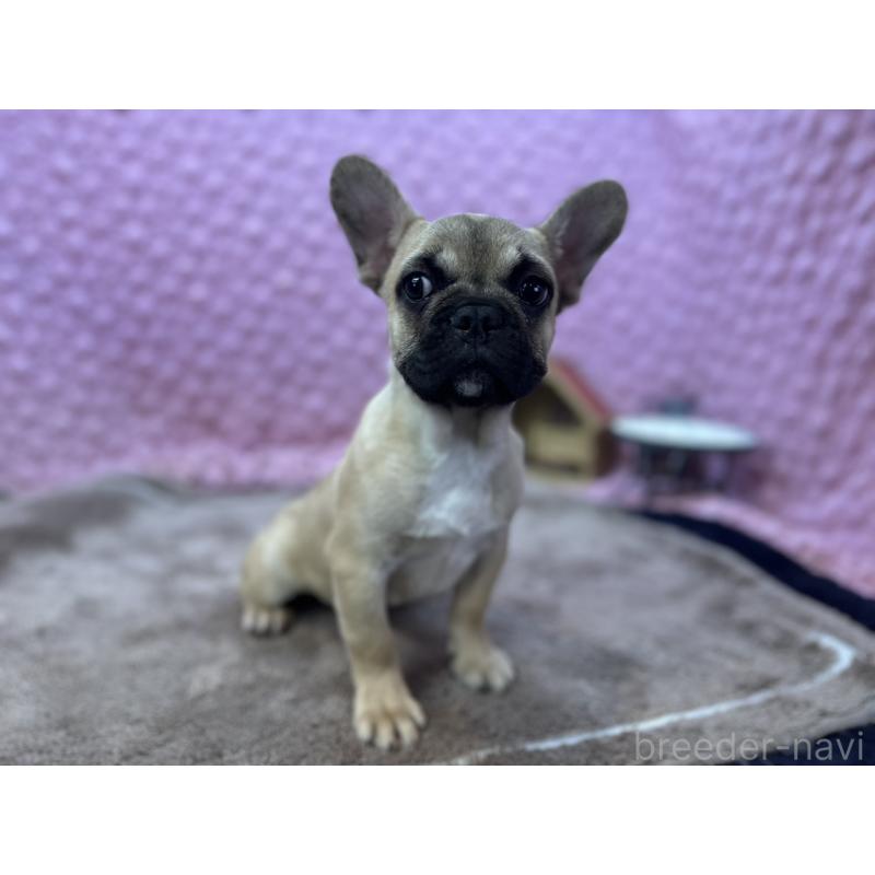 販売中の茨城県のフレンチブルドッグ-444845の1枚目