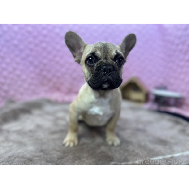販売中の茨城県のフレンチブルドッグ-444845の8枚目