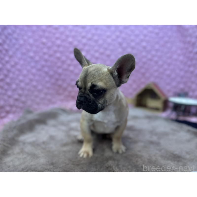 販売中の茨城県のフレンチブルドッグ-444845の6枚目