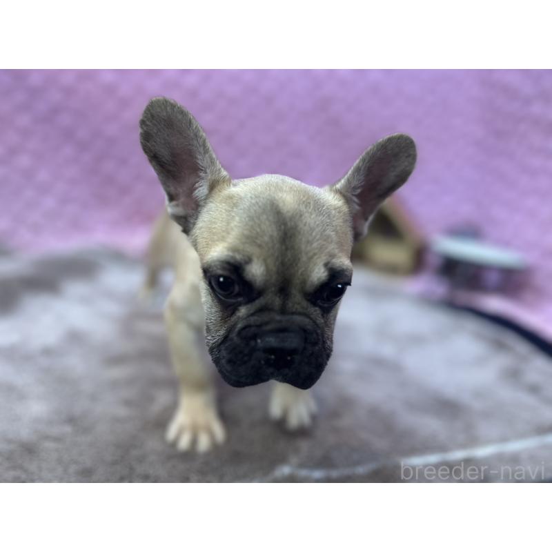 販売中の茨城県のフレンチブルドッグ-444845の5枚目