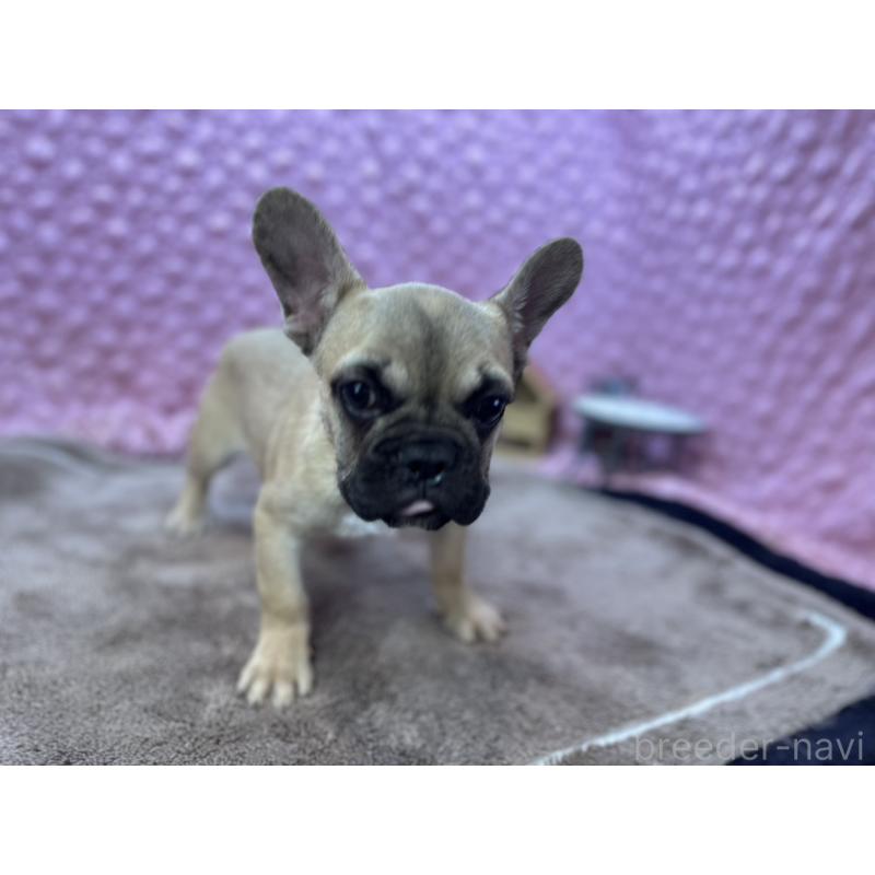 販売中の茨城県のフレンチブルドッグ-444845の4枚目