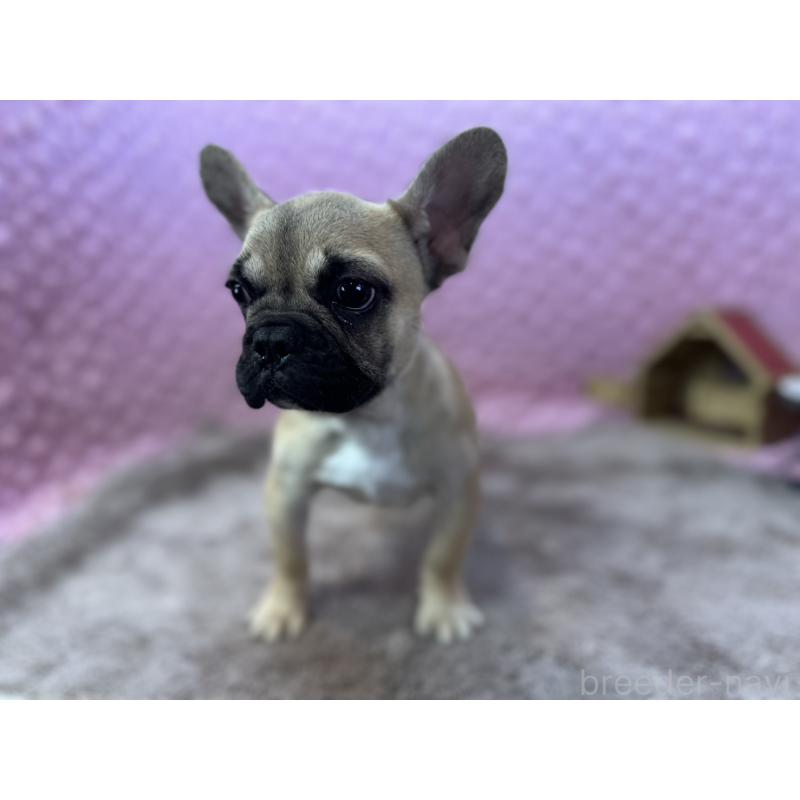 販売中の茨城県のフレンチブルドッグ-444845の3枚目