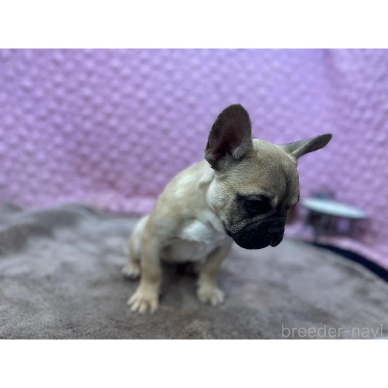販売中の茨城県のフレンチブルドッグ-444845の2枚目