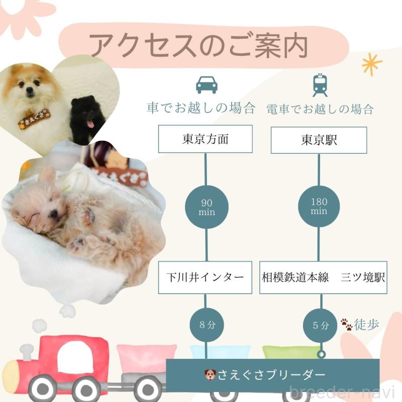 販売中の神奈川県のトイプードル-444861の17枚目