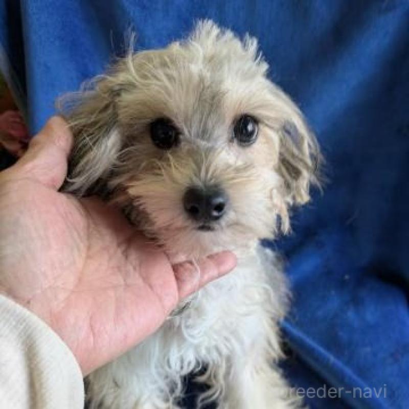 販売中の鹿児島県のチワプー:チワワ×トイプードル-444846