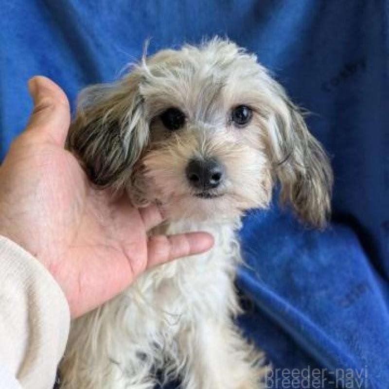 販売中の鹿児島県のチワプー:チワワ×トイプードル-444846の4枚目