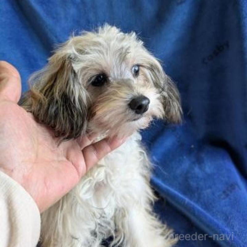 販売中の鹿児島県のチワプー:チワワ×トイプードル-444846の2枚目