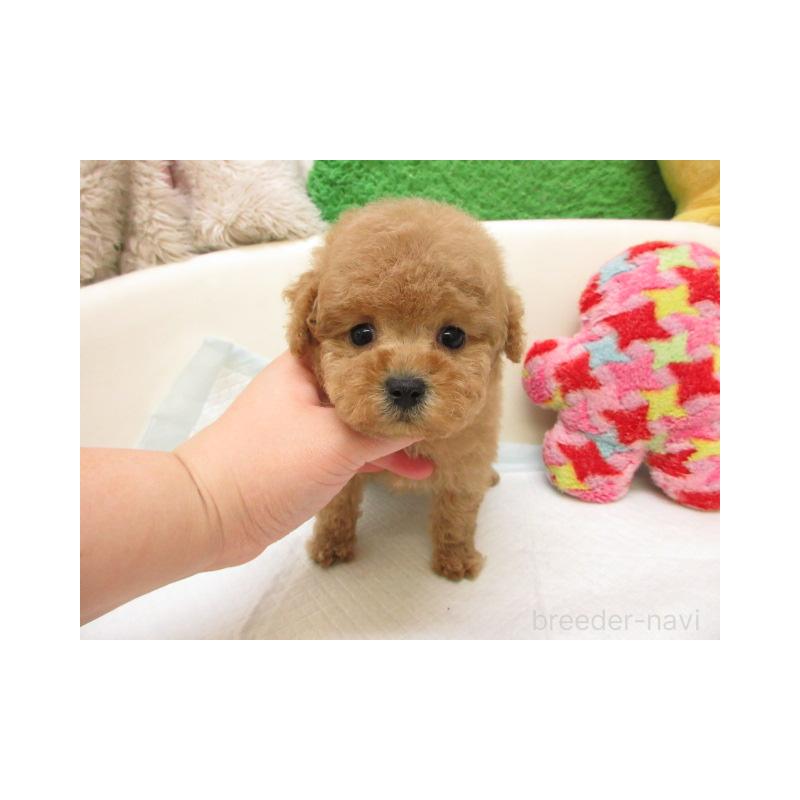 販売中の大阪府のトイプードル-444848の2枚目