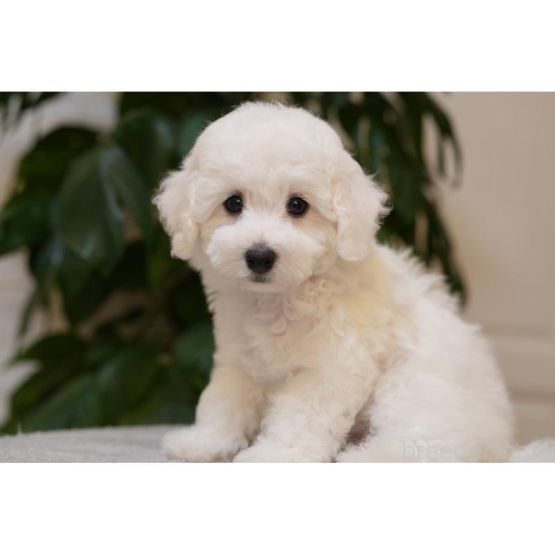 販売中の神奈川県のビションフリーゼ-444849の3枚目