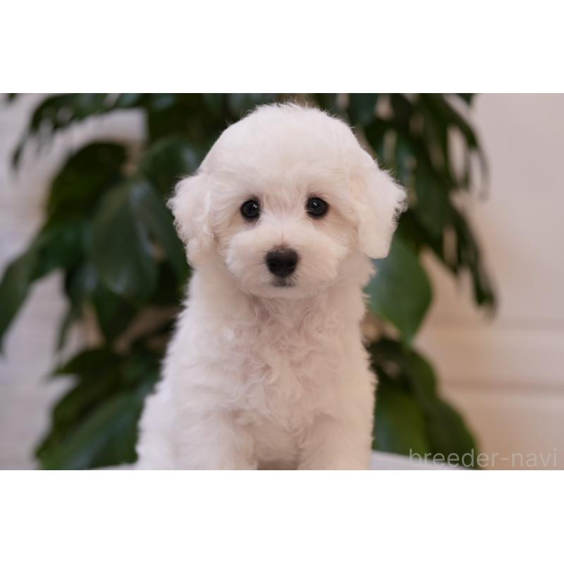 販売中の神奈川県のビションフリーゼ-444849の2枚目