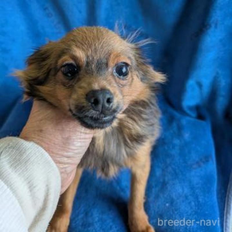 販売中の鹿児島県のチワプー:チワワ×トイプードル-444850の3枚目