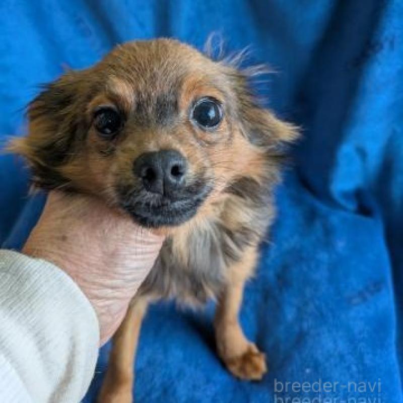 販売中の鹿児島県のチワプー:チワワ×トイプードル-444850の1枚目