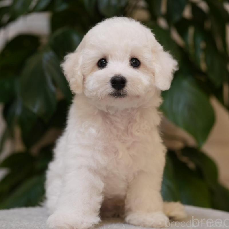 販売中の神奈川県のビションフリーゼ-444849