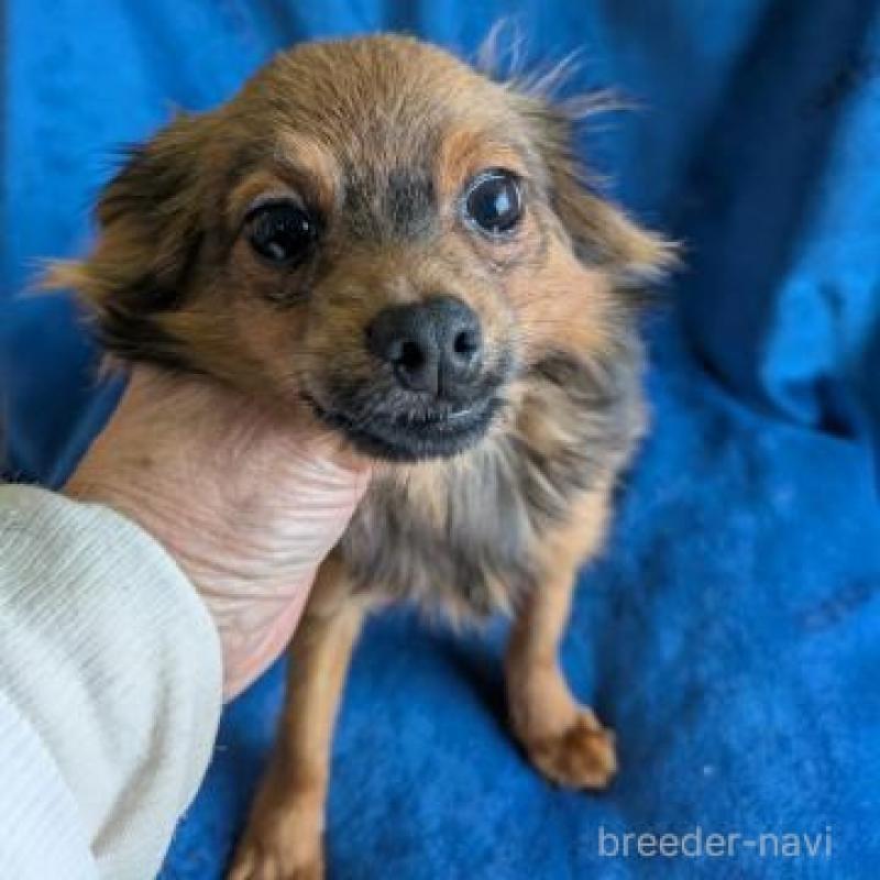 販売中の鹿児島県のチワプー:チワワ×トイプードル-444850の2枚目