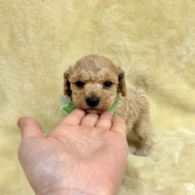 販売中の愛知県のトイプードル-444854の10枚目