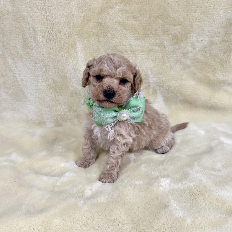 販売中の愛知県のトイプードル-444854の9枚目