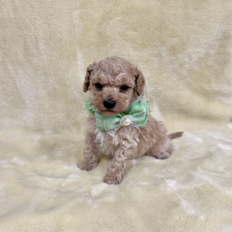 販売中の愛知県のトイプードル-444854の8枚目