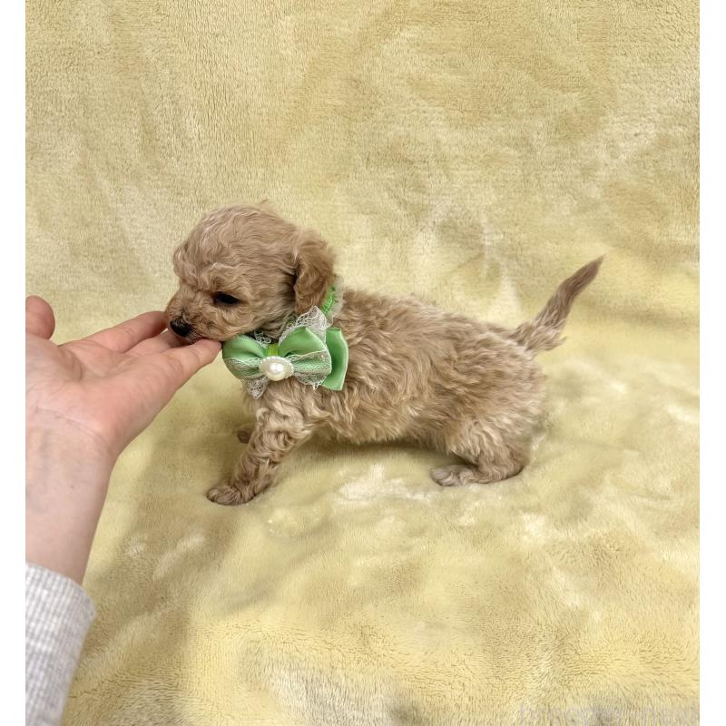 販売中の愛知県のトイプードル-444854の7枚目