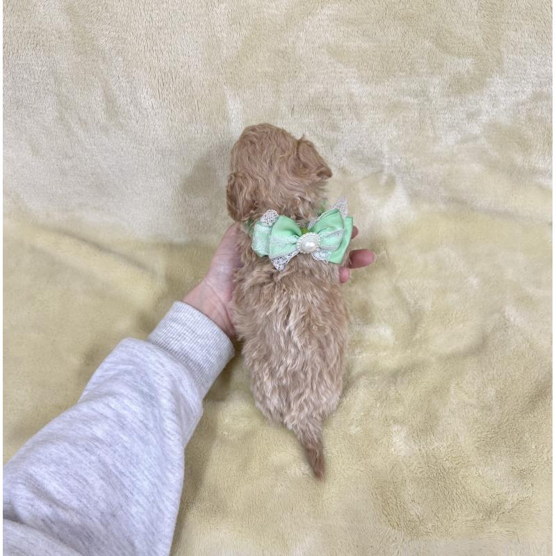 販売中の愛知県のトイプードル-444854の5枚目