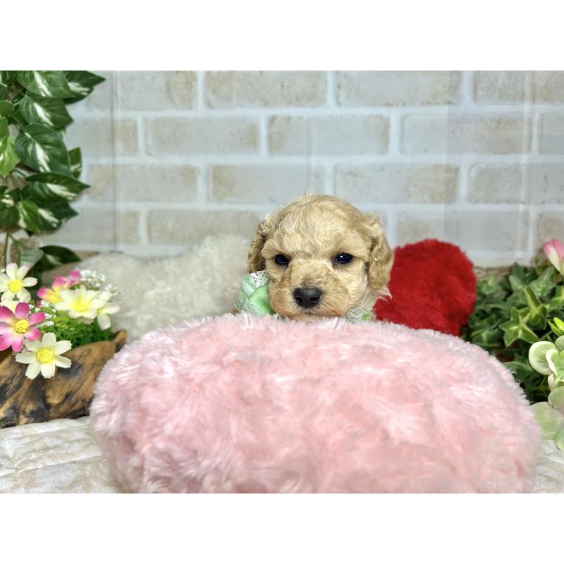 販売中の愛知県のトイプードル-444854の3枚目