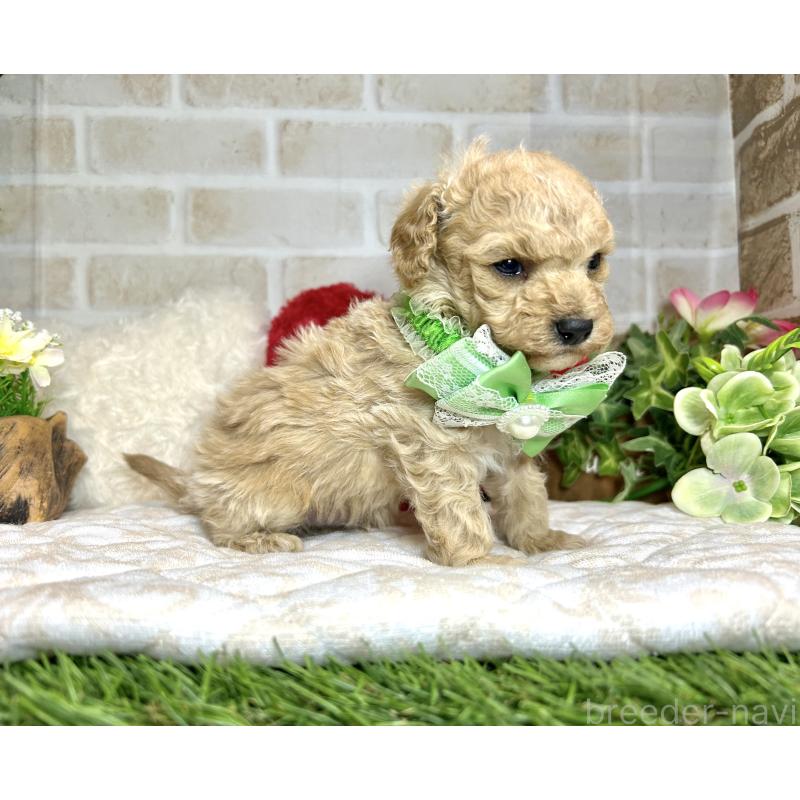 販売中の愛知県のトイプードル-444854の2枚目