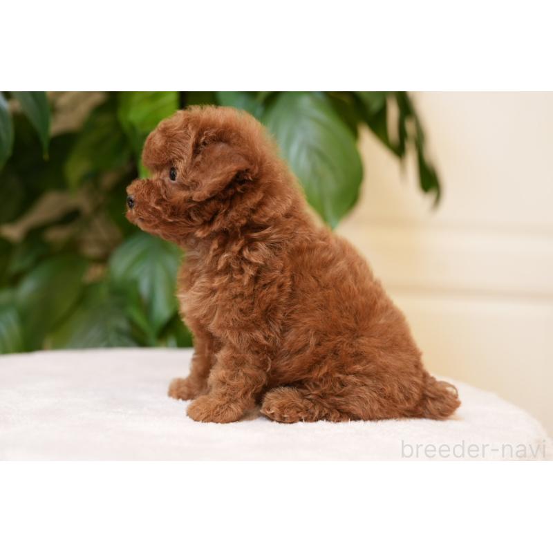 販売中の神奈川県のタイニープードル-444853の4枚目