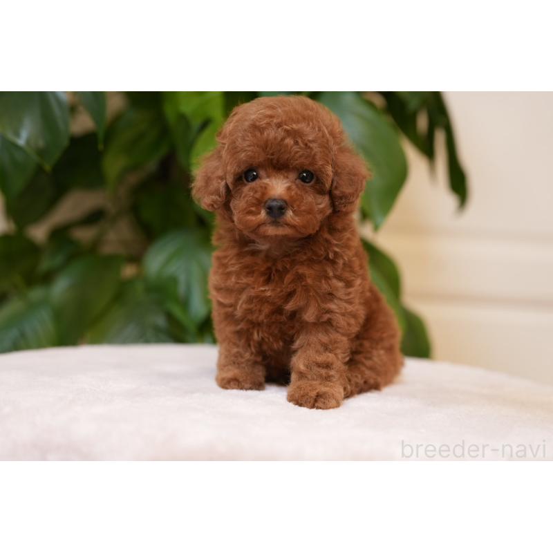 販売中の神奈川県のタイニープードル-444853の3枚目