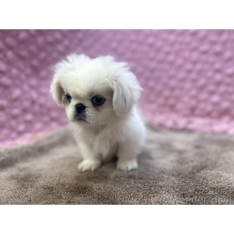 販売中の茨城県のペキニーズ-444856の10枚目