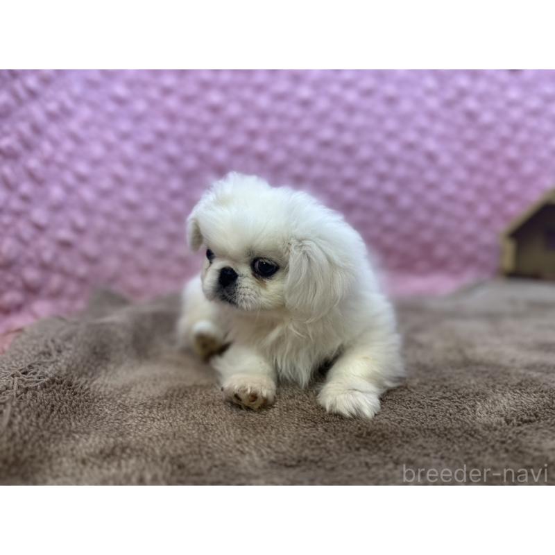 販売中の茨城県のペキニーズ-444856の9枚目