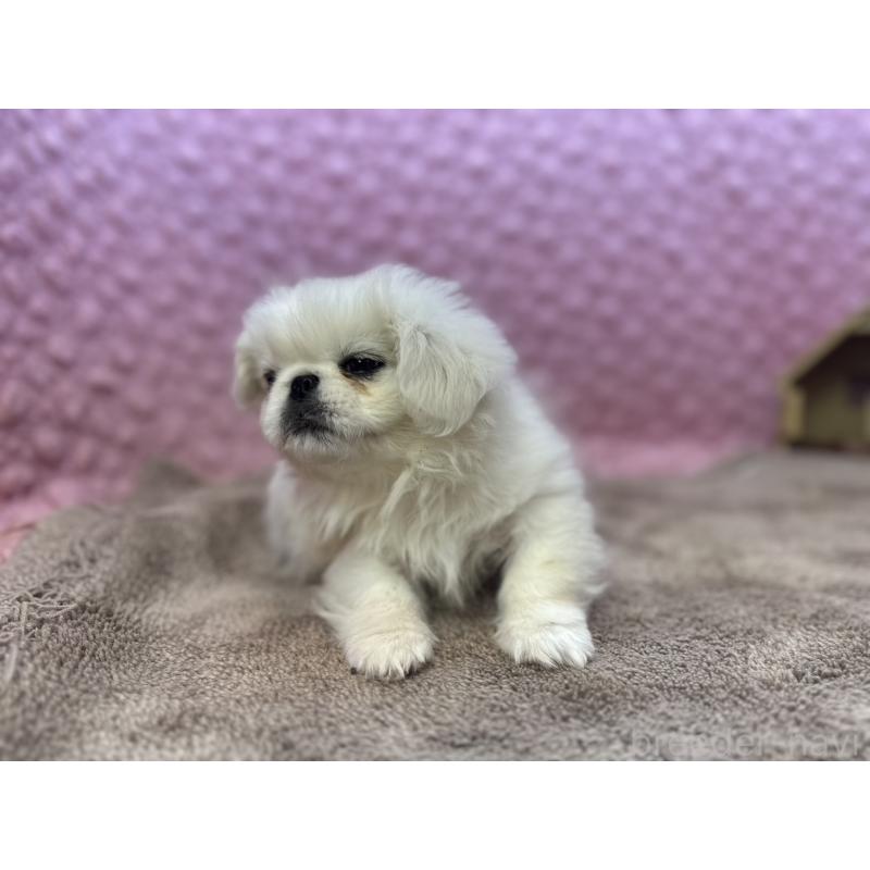 販売中の茨城県のペキニーズ-444856の8枚目