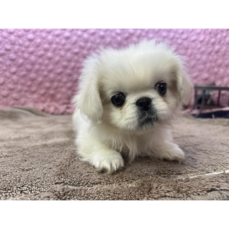 販売中の茨城県のペキニーズ-444856の7枚目