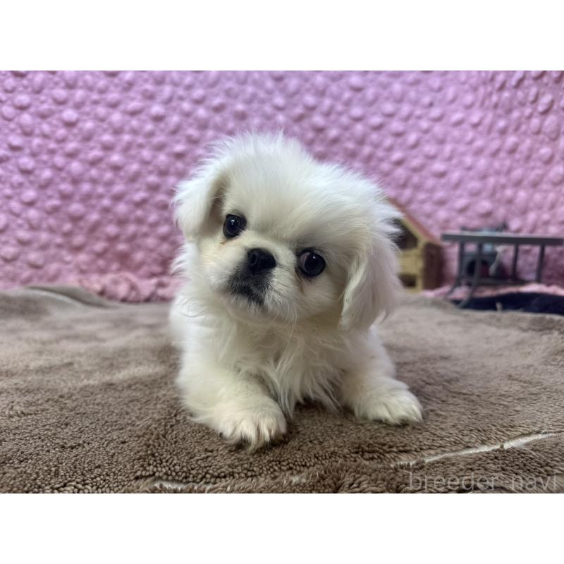 販売中の茨城県のペキニーズ-444856の1枚目