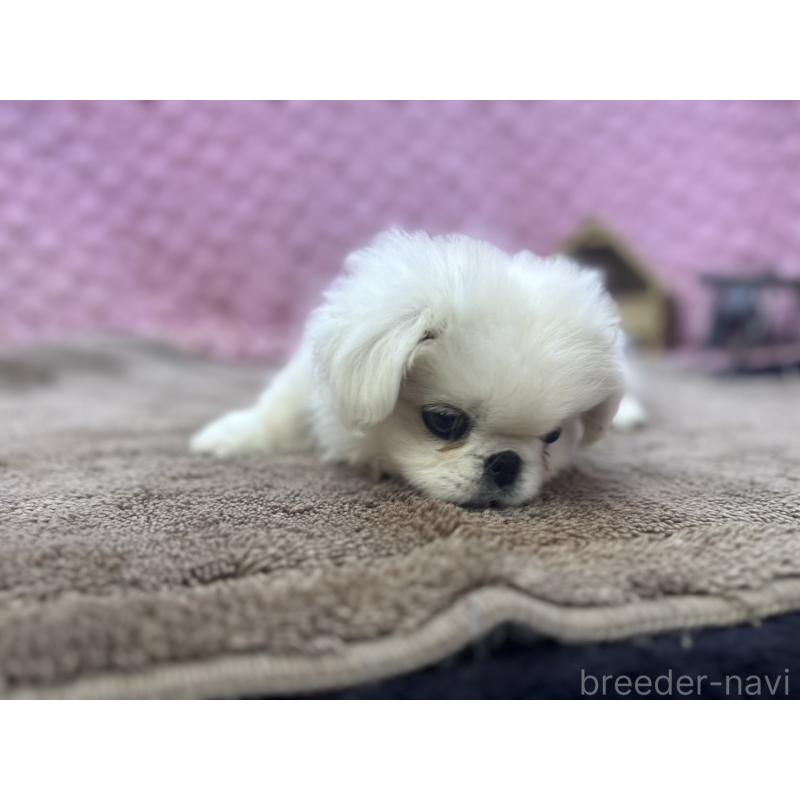 販売中の茨城県のペキニーズ-444856の5枚目
