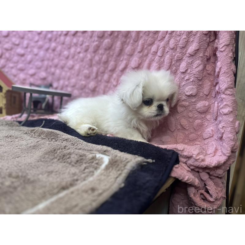 販売中の茨城県のペキニーズ-444856の4枚目