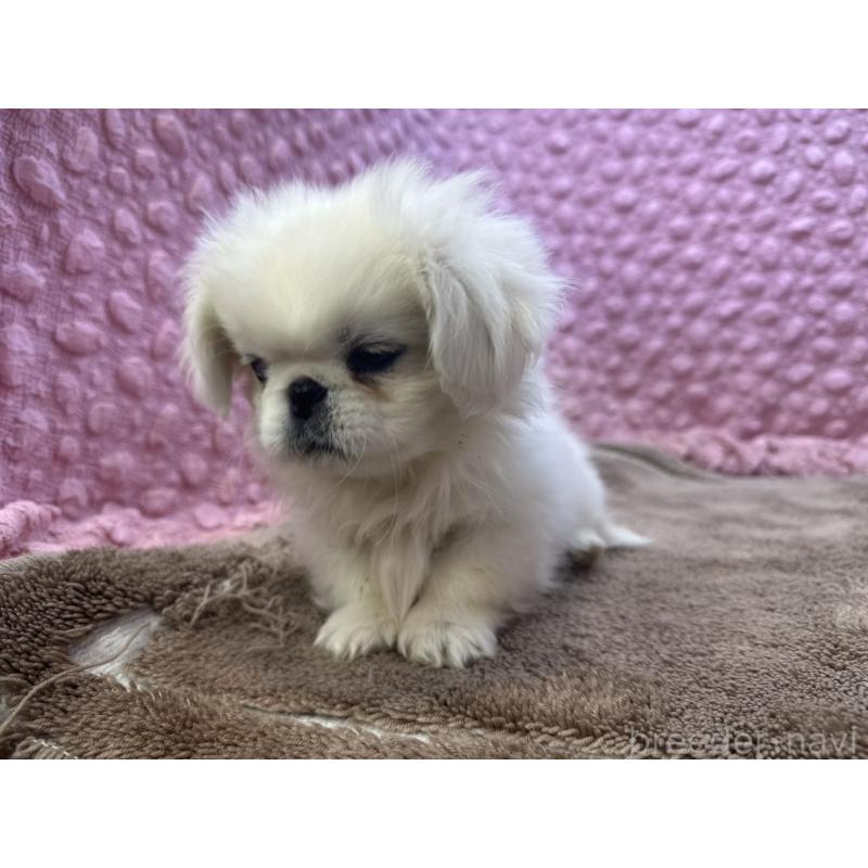 販売中の茨城県のペキニーズ-444856の3枚目