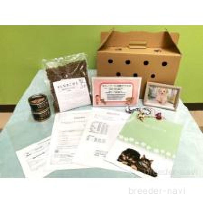 販売中の神奈川県のトイプードル-444861の15枚目