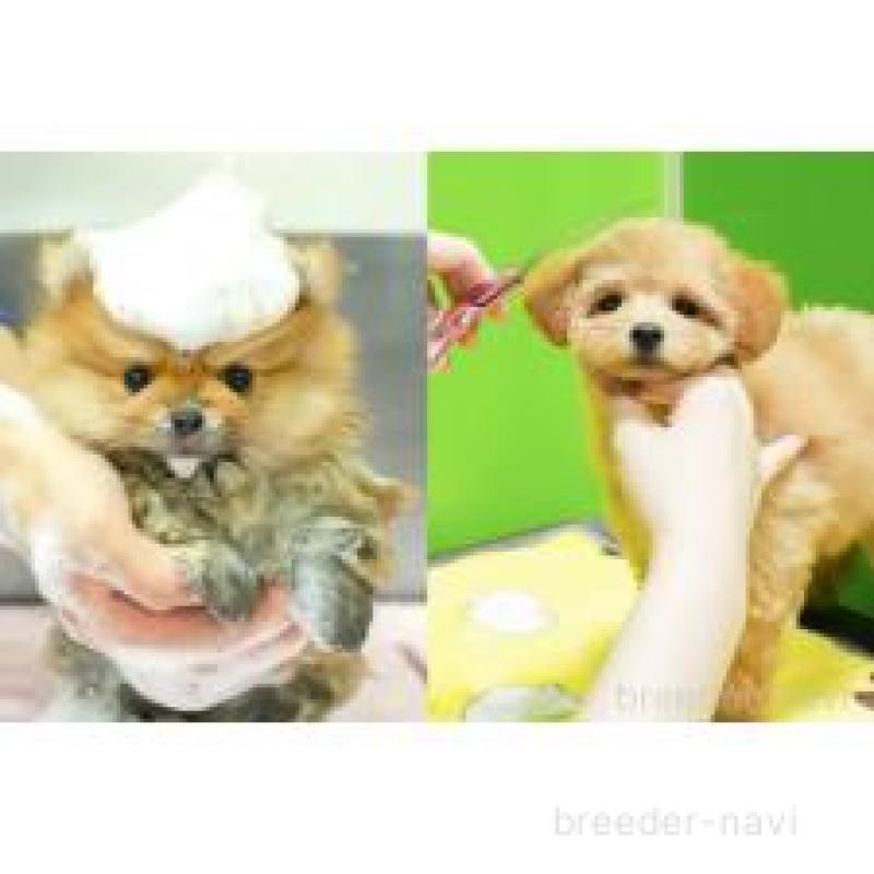 販売中の神奈川県のトイプードル-444861の13枚目