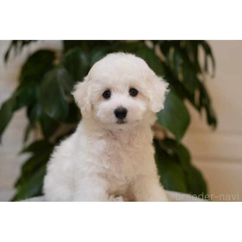 販売中の群馬県のビションフリーゼ-444857の4枚目