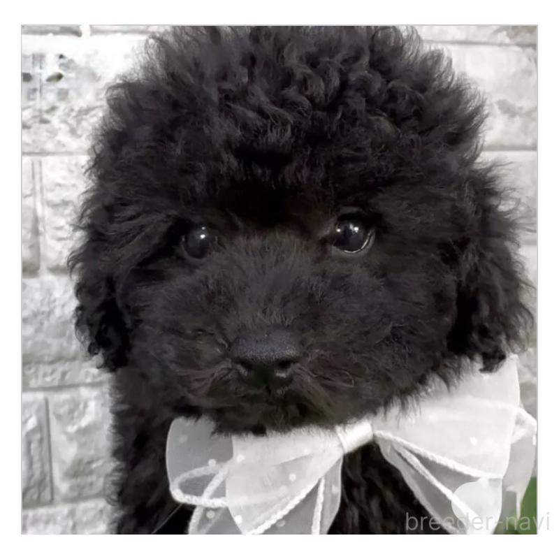 販売中の埼玉県のタイニープードル-438480