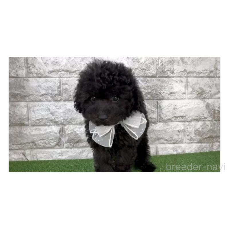 販売中の埼玉県のタイニープードル-438480の3枚目