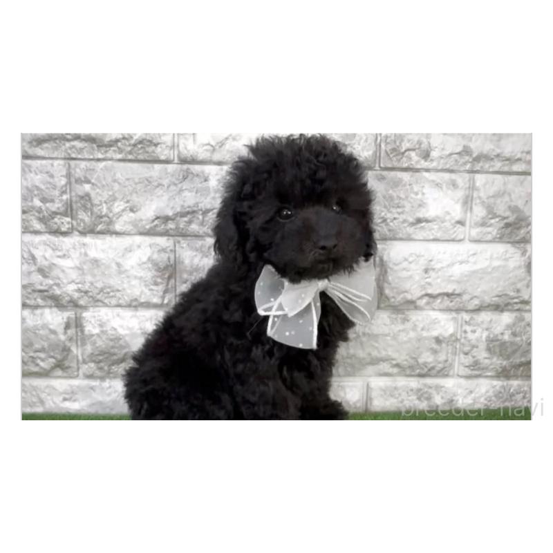 販売中の埼玉県のタイニープードル-438480の2枚目