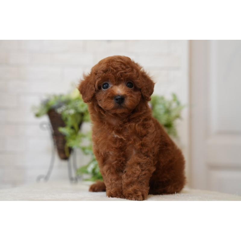 販売中の群馬県のタイニープードル-444858の5枚目