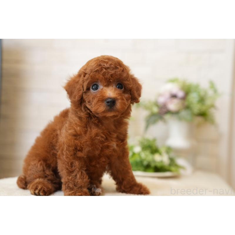 販売中の群馬県のタイニープードル-444858の4枚目