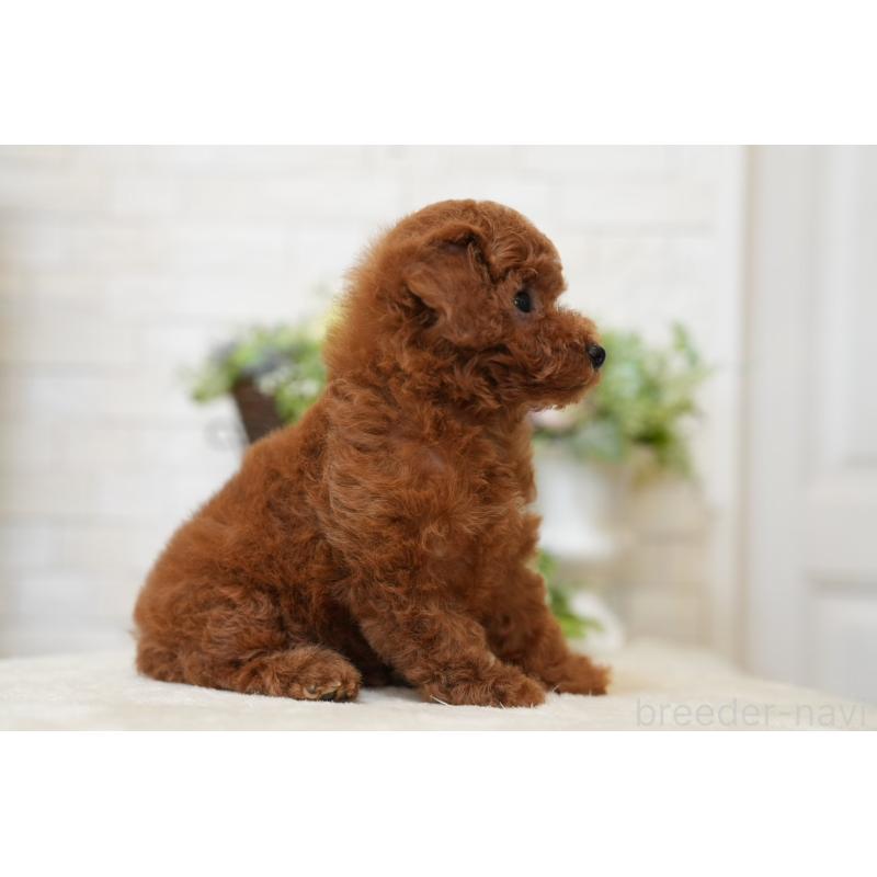 販売中の群馬県のタイニープードル-444858の2枚目