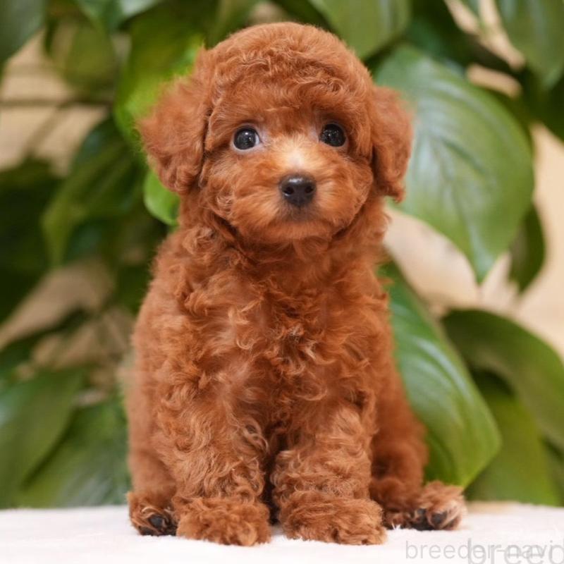 販売中の群馬県のタイニープードル-444858の1枚目