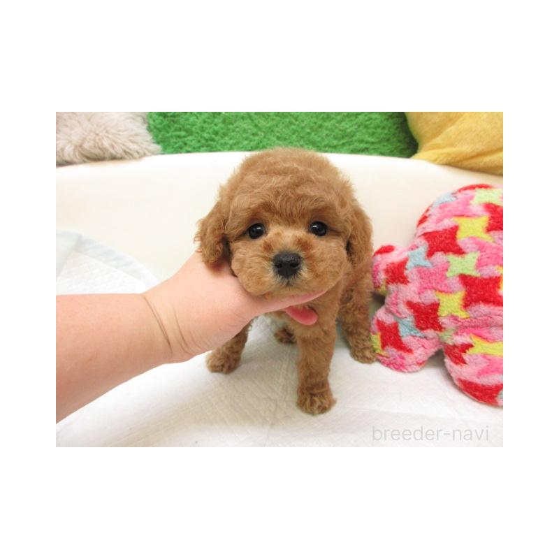 販売中の大阪府のトイプードル-444859の2枚目