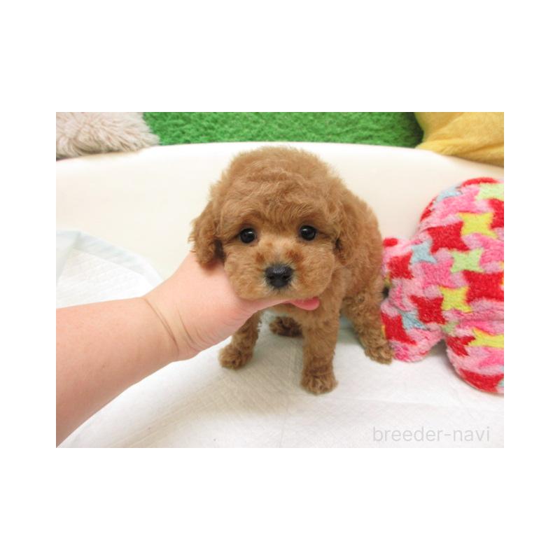 販売中の大阪府のトイプードル-444859