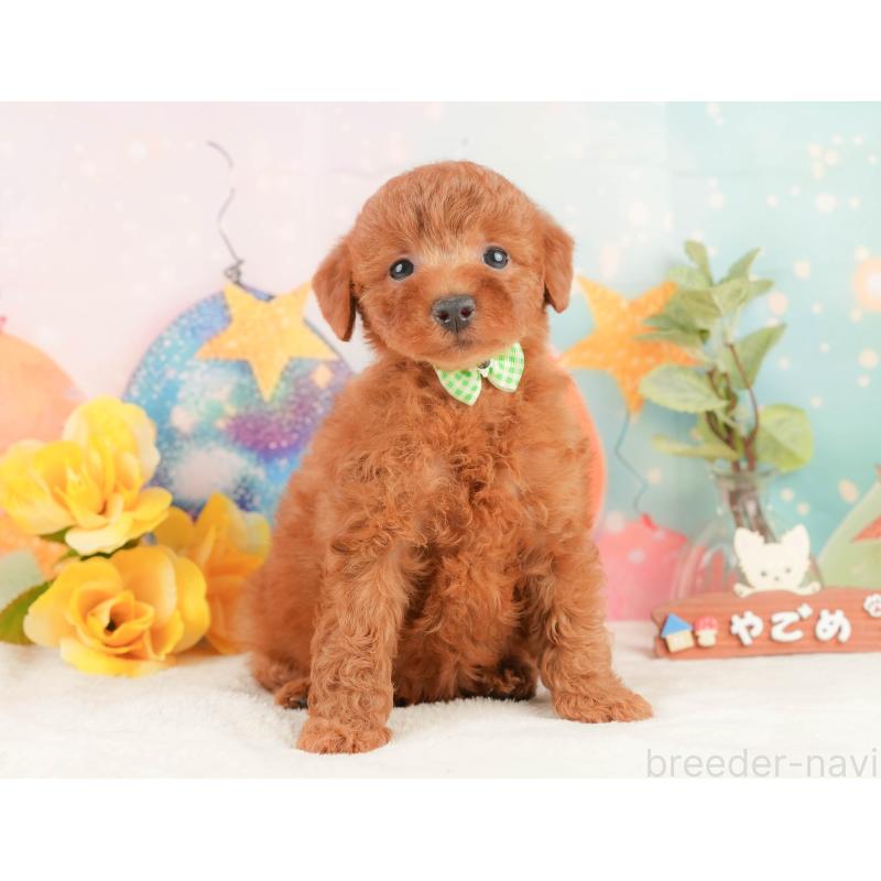 販売中の神奈川県のトイプードル-444861の11枚目