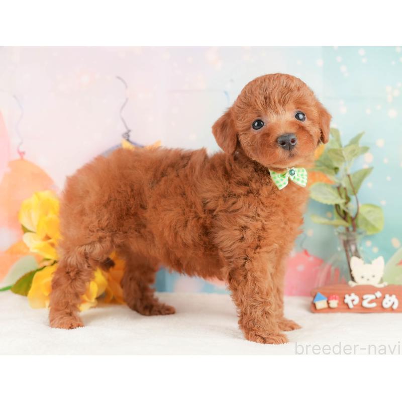 販売中の神奈川県のトイプードル-444861の8枚目