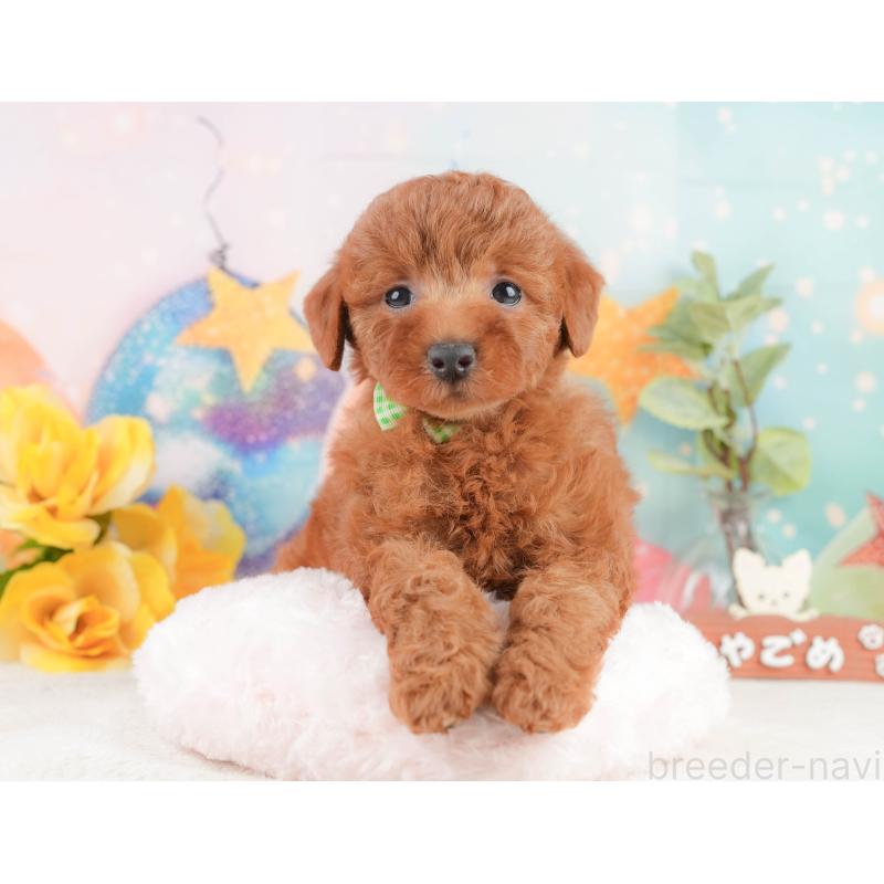 販売中の神奈川県のトイプードル-444861の5枚目